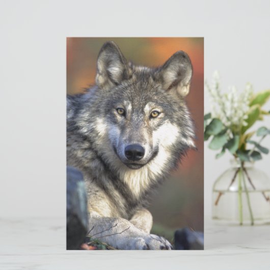 The Wolf (Standing Front)