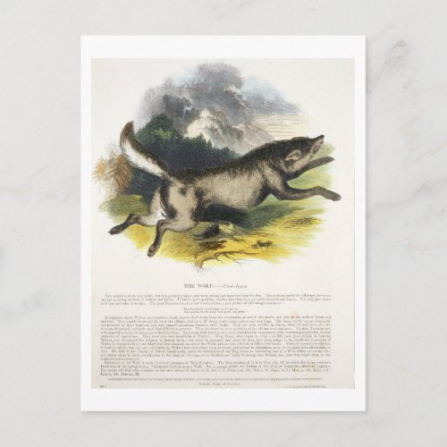 The Wolf Canis lupus educational illustration pu Postcard