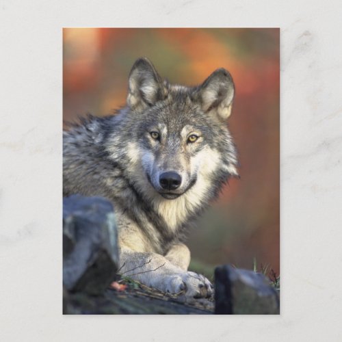 The Wolf Postcard