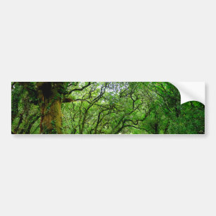 The woods outside of Palas de Rey Bumper Sticker