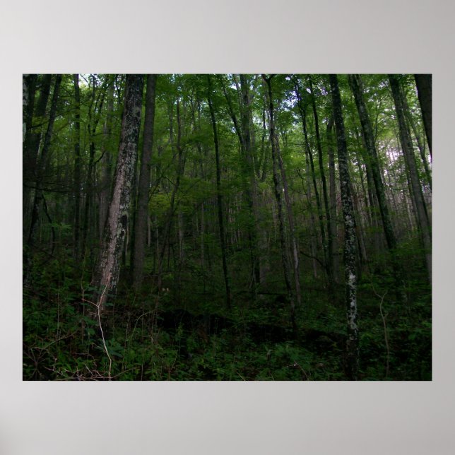 The Woods Poster (Front)