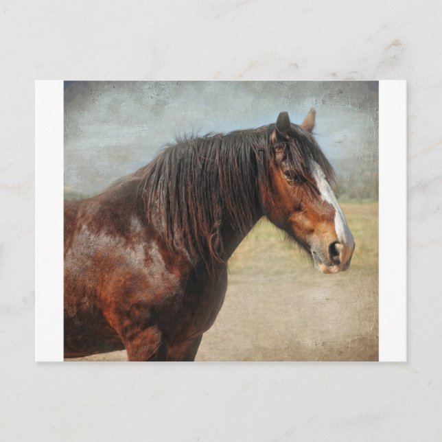 The working horse postcard (Front)