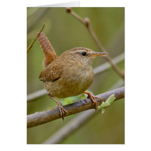 The Wren Cards (Front)