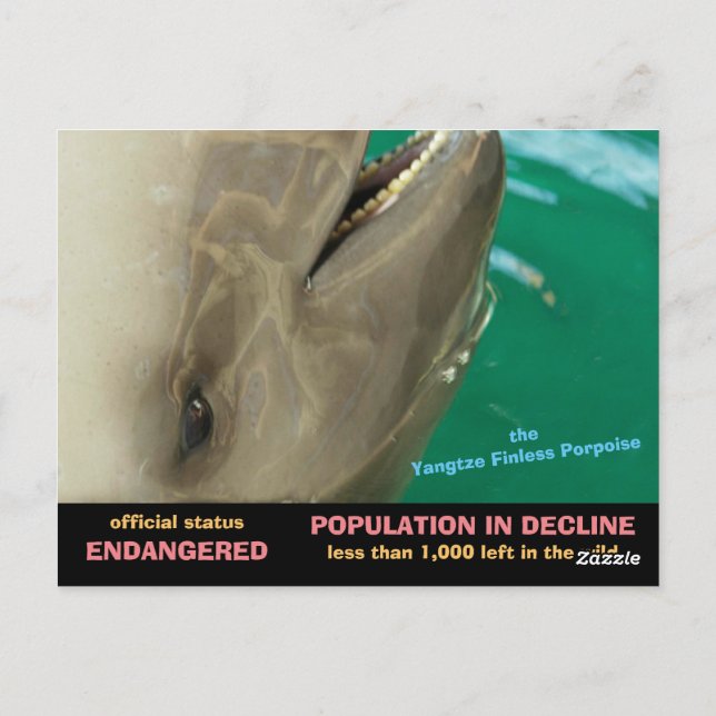 The Yangtze Finless Porpoise is endangered, see Postcard (Back)