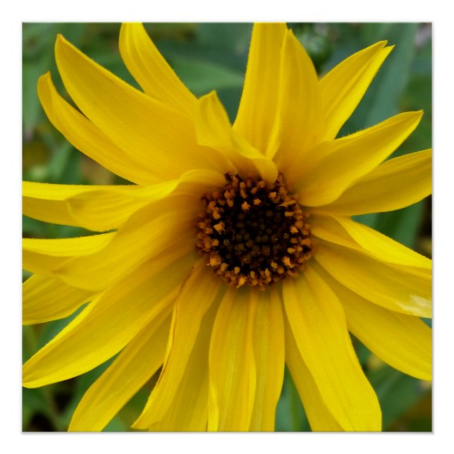 the yellow flowers of autumn poster (Front)