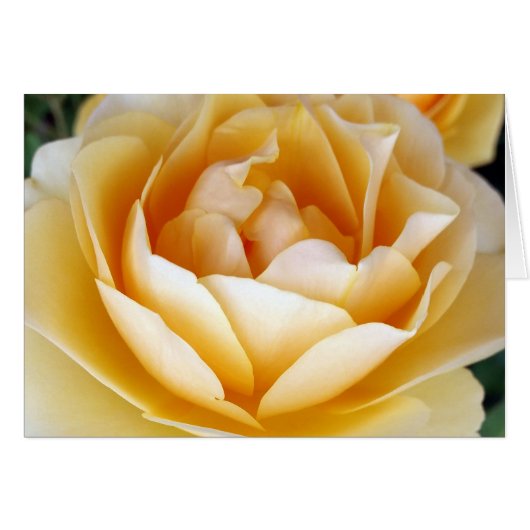 The Yellow Rose Cards (Front Horizontal)