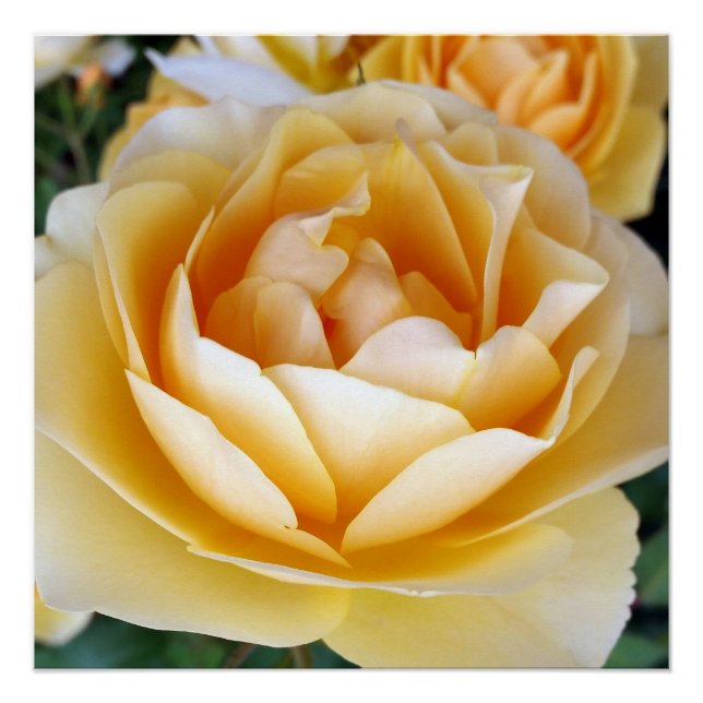 The Yellow Rose Poster (Front)