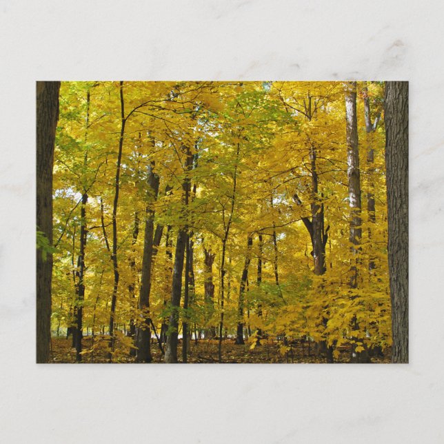 The Yellow Woods Postcard (Front)