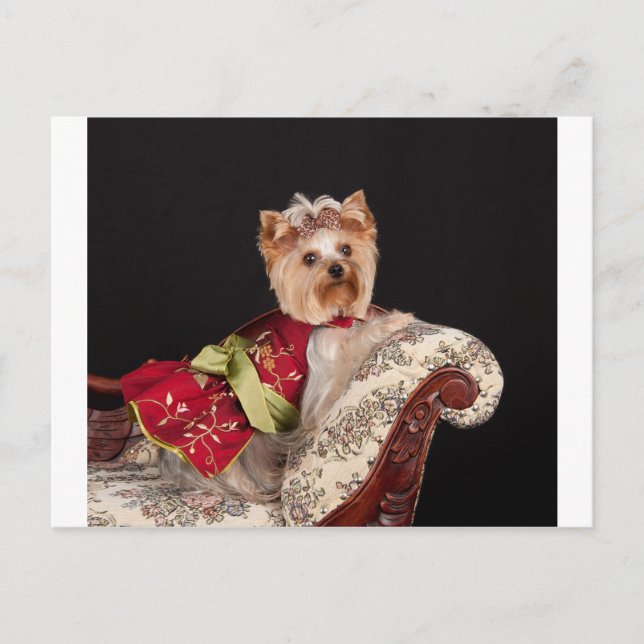 The Yorkie Queen Postcard (Front)