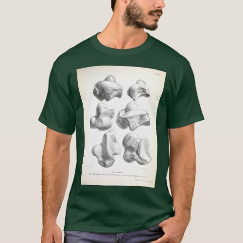 The Zoology of the Voyage of HMS Beagle 1840 Fossi T_Shirt