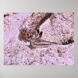 Thecacera pacifica poster