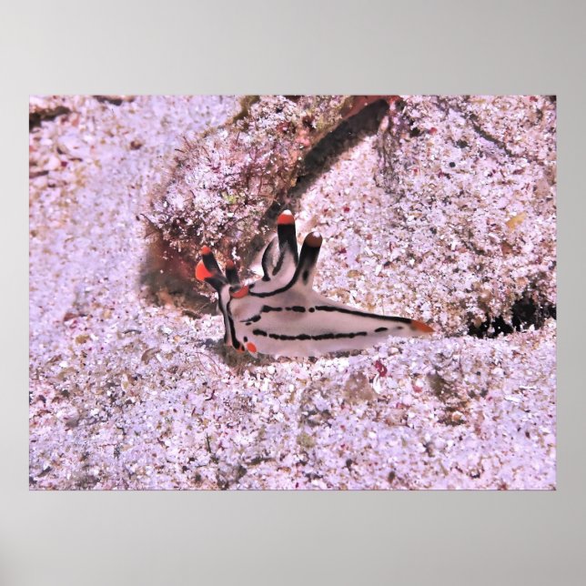 Thecacera pacifica poster (Front)