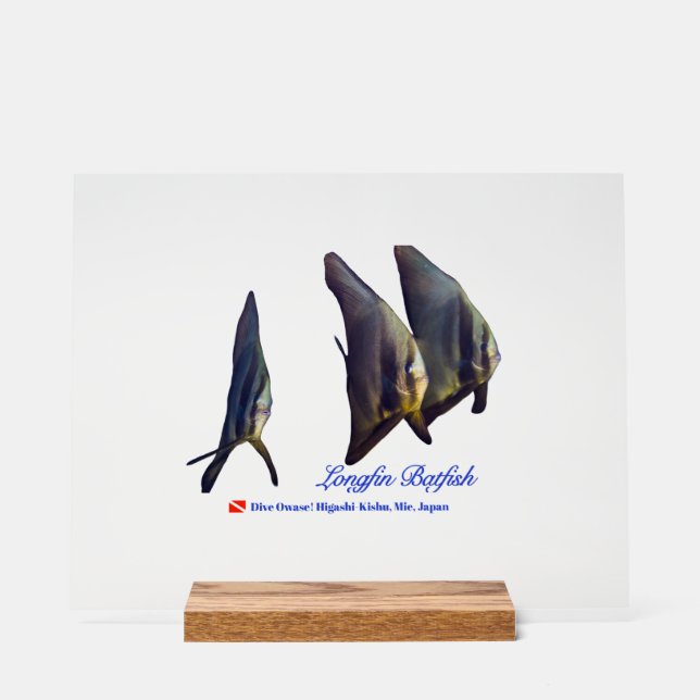 Thee Cute Longfin Batfish Beverage Coaster Acrylic Sign (Front)