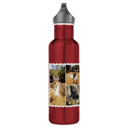 Thee Kangaroo Picture Collage Water Bottle