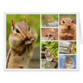 Theo the Amigo Chipmunk Large Collage (Front Horizontal)