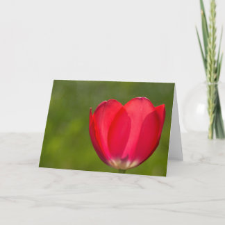 There are tulips and there are tulips card