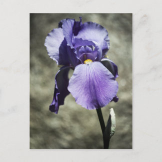 There is Beauty Postcard