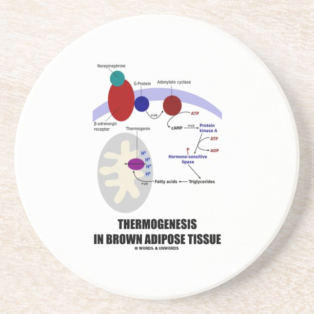 Thermogenesis In Brown Adipose Tissue Sandstone Coaster (Front)