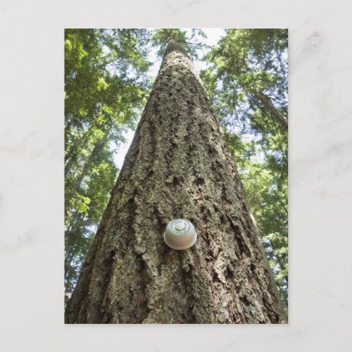 Thermostat on a tall tree in a forest postcard