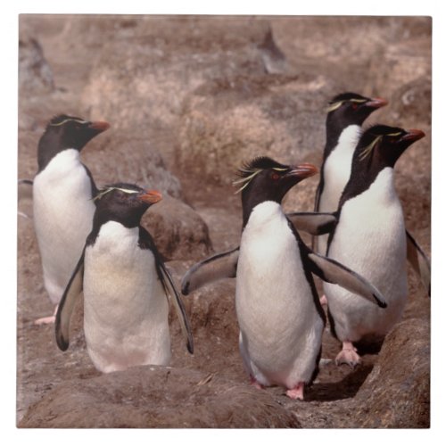 These five Rockhopper Penguins Eudyptes Ceramic Tile
