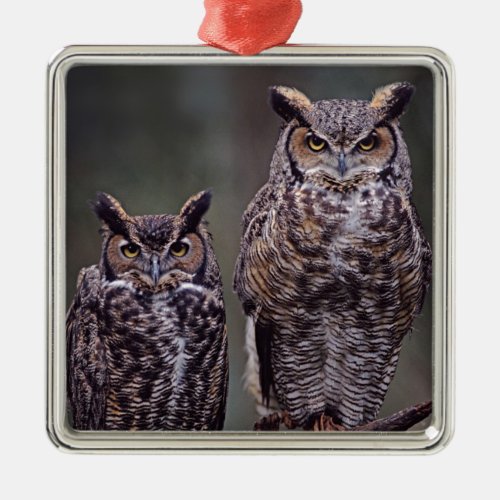 These Great Horned Owls Bubo virginianus Metal Ornament