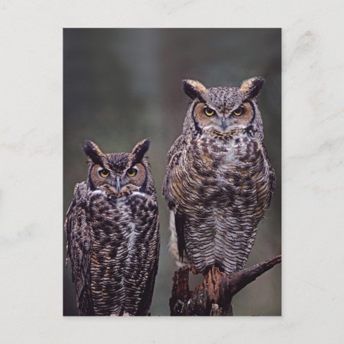 These Great Horned Owls Bubo virginianus Postcard