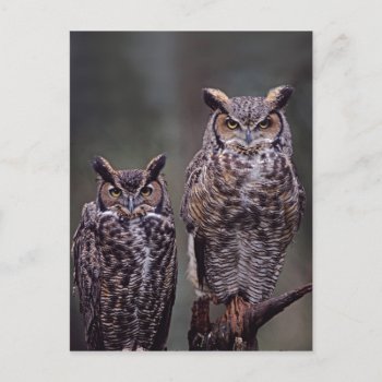 These Great Horned Owls (bubo Virginianus)  Postcard by theworldofanimals at Zazzle