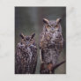 These Great Horned Owls (Bubo virginianus), Postcard