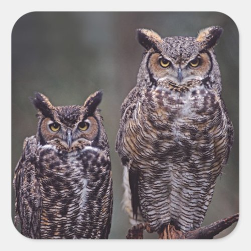 These Great Horned Owls Bubo virginianus Square Sticker