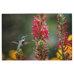 THEY ALL LOOK YUMMY-HUMMINGBIRD,CARDINAL FLOWER METAL PRINT