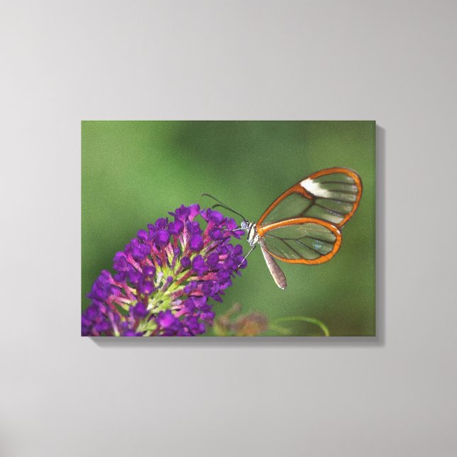 They call me Clear Wing Canvas Print (Front)