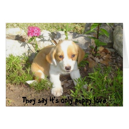 They say it's only puppy love cards (Front Horizontal)