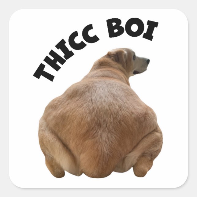 Thicc Boi Fat and Funny Yellow Labrador Retriever  Square Sticker (Front)