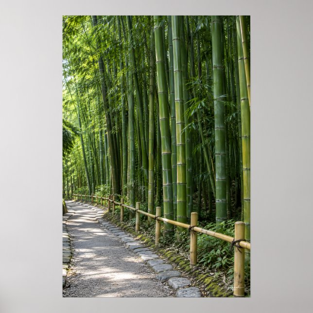 Thick Bamboo Forest Pathway with Rustic Fence Prin Poster (Front)