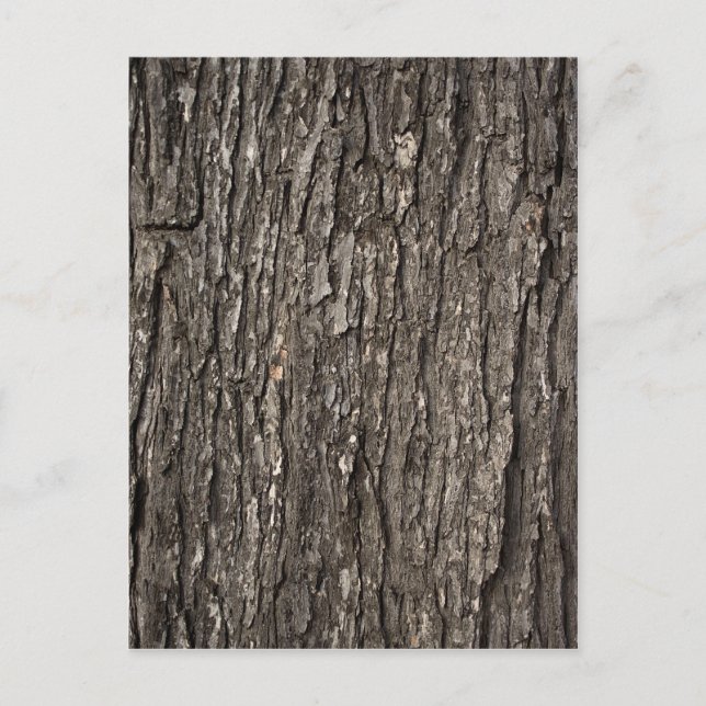 Thick Tree Bark Postcard (Front)