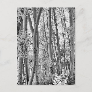 Thicket Postcard