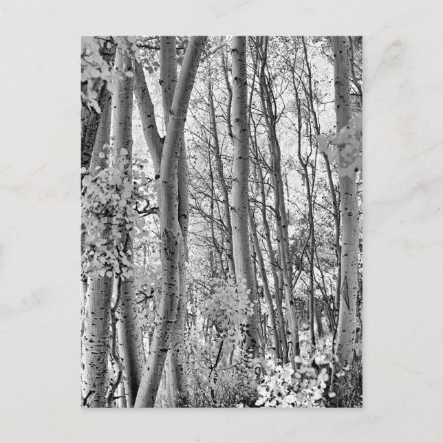 Thicket Postcard (Front)