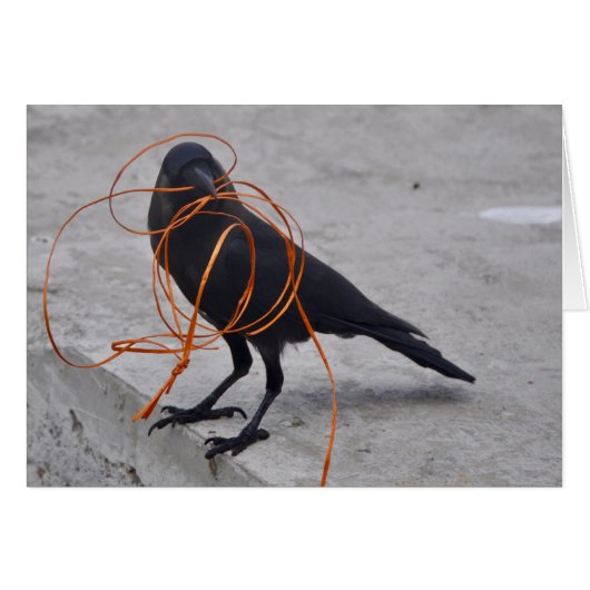 Thief in Black (Front Horizontal)