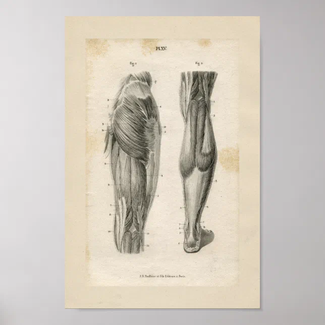 Thigh Leg Muscles Vintage Anatomy Print | Zazzle
