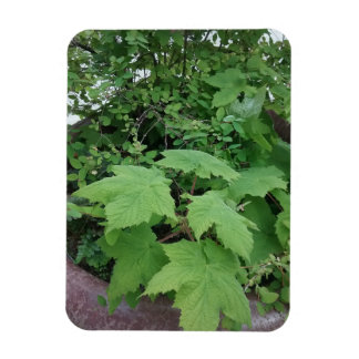 Thimbleberry magnet