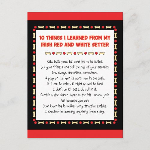 Things I Learned From Irish Red and White Setter Postcard