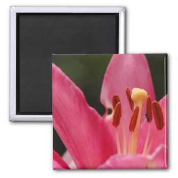 Think Pink Lily Magnet by pulsDesign at Zazzle
