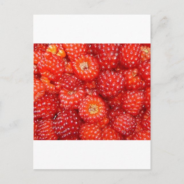 THINK RASPBERRY! POSTCARD (Front)