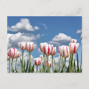 Think Spring! Postcard