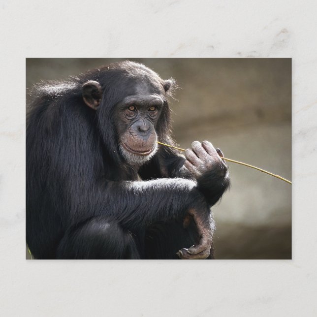 Thinking About Monkeying Around Postcard (Front)