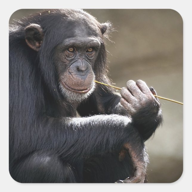 Thinking About Monkeying Around Square Sticker (Front)