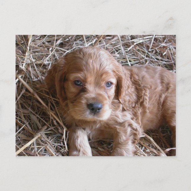 Thinking about you... postcard (Front)