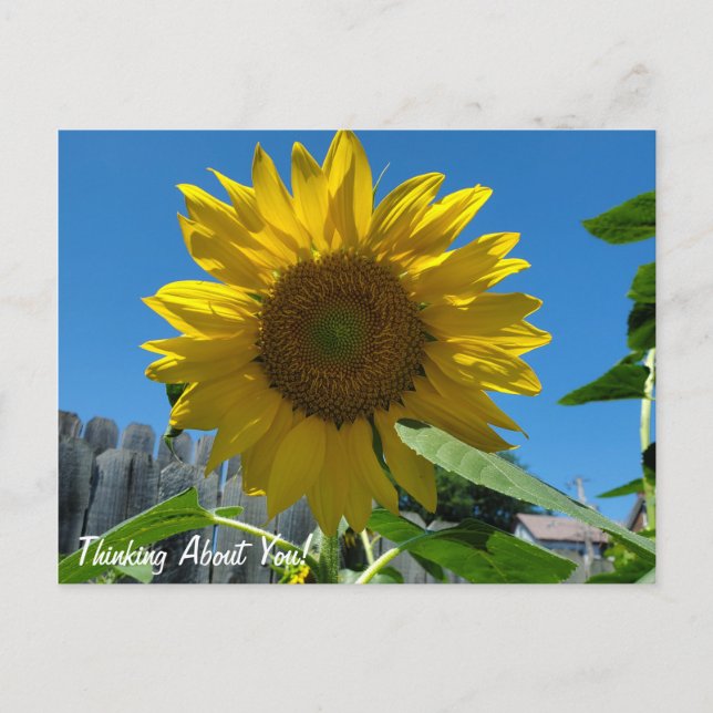 Thinking About You Sunflower Photography Postcard (Front)