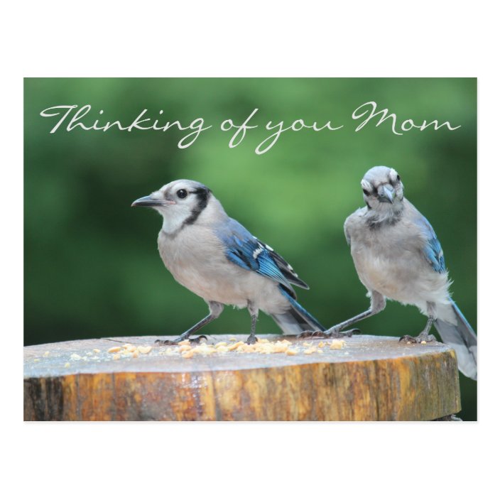 Thinking Of Mom Baby Blue Jay Social Distancing Postcard Zazzle Com