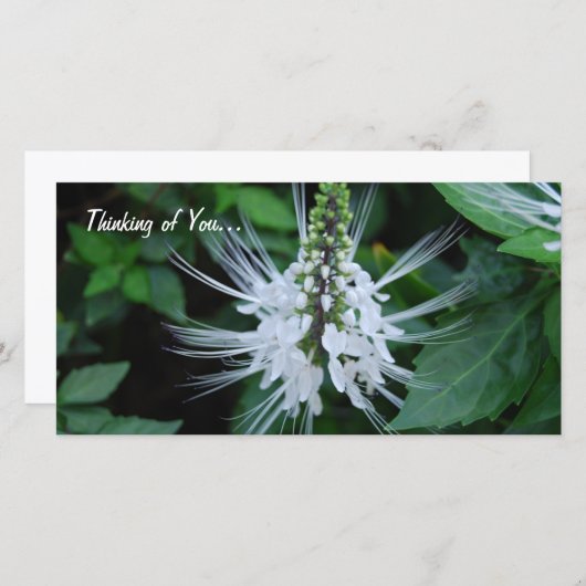 Thinking of you (Front/Back)